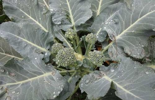 西兰花为什么只能种一次,西兰花什么时候种