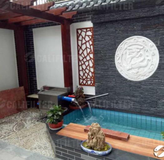 养锦鲤新手必备十大忠告,锦鲤养出又粗又壮需要什么条件