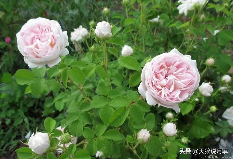 优雅女士月季花,奇葩月季品种图片