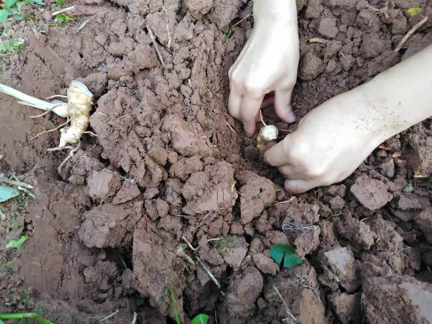 收割老虎姜和栽培老虎姜的过程,人工种植的老虎姜