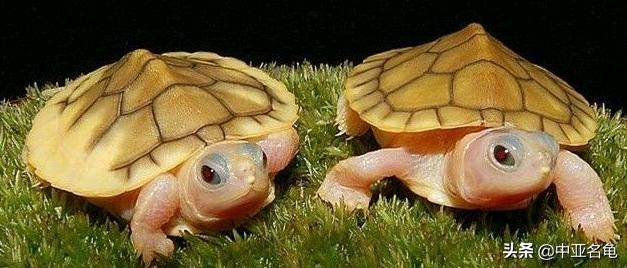 新手养龟快速入门教程,石金钱龟冬天怎么养新手必看