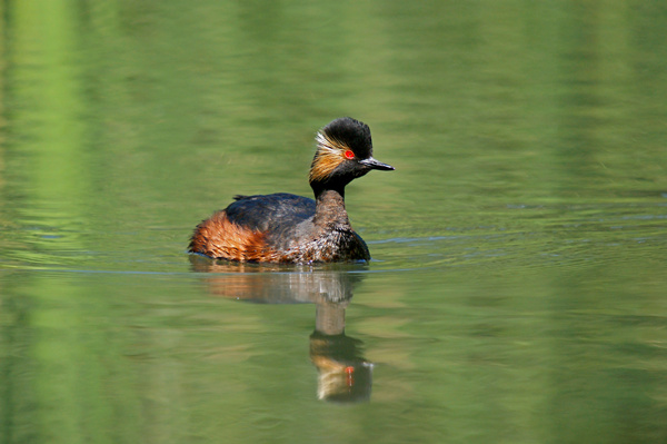 没有医生，动物生病了怎么办？