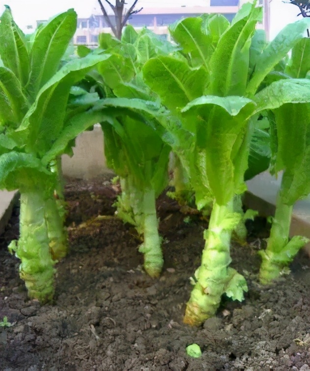 现在上市有什么新鲜蔬菜品种,新鲜上市的菜品