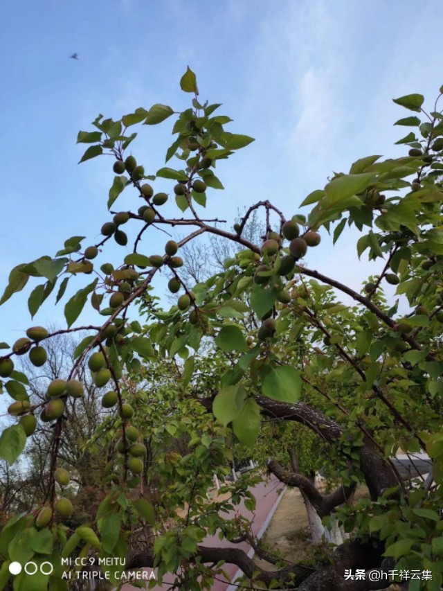 我的家乡商丘夏邑,夏邑又多一处美景有山有水还有花