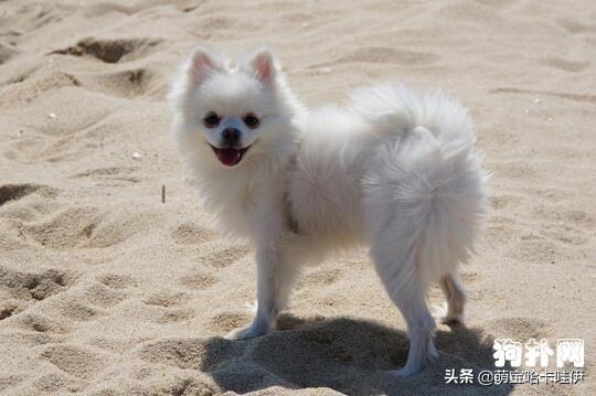 博美犬犯错躲在床底下,博美犬做什么事把主人当作全世界