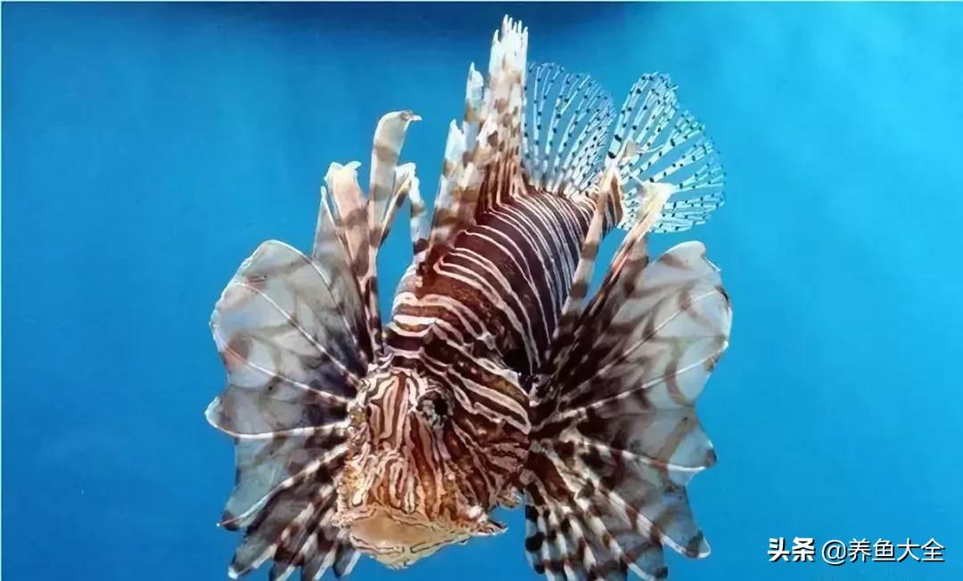 十大观赏鱼漂亮,最有价值的观赏鱼品种有哪些