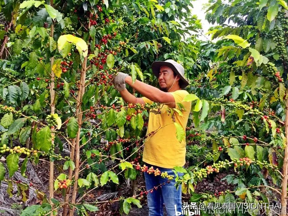 arabica咖啡厅风格,泰国arabica咖啡厅