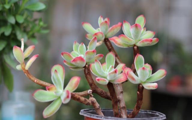 多肉越养越瘦怎么补救,多肉怎么养才不长太高