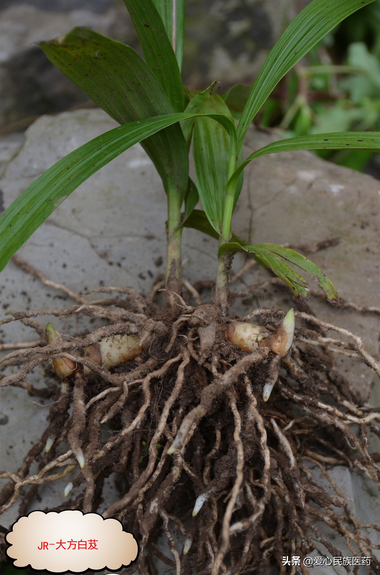 白芨是一味古老的中药,中药白芨的美容作用与功效图片
