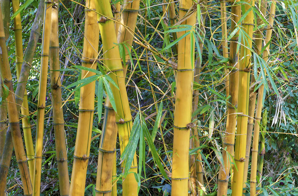 惠州西湖苏东坡小妾墓,惠州西湖和苏东坡有什么关系