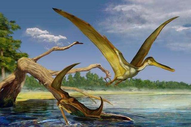 现实中拍摄到的翼龙,一百年前翼龙照片