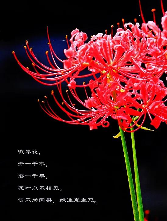 花开一千年落一千年花叶永不相见,彼岸花开从此花叶永不相见