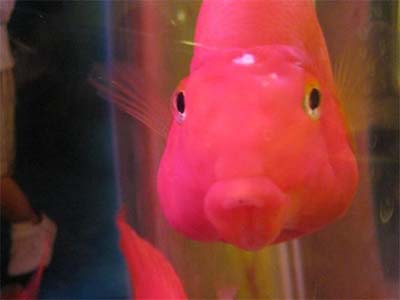 财神鹦鹉鱼都有什么常见病,鹦鹉鱼常见病及治疗方法