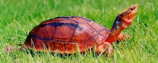 家养乌龟怎么过冬,家养小乌龟过冬的沙子要加水吗