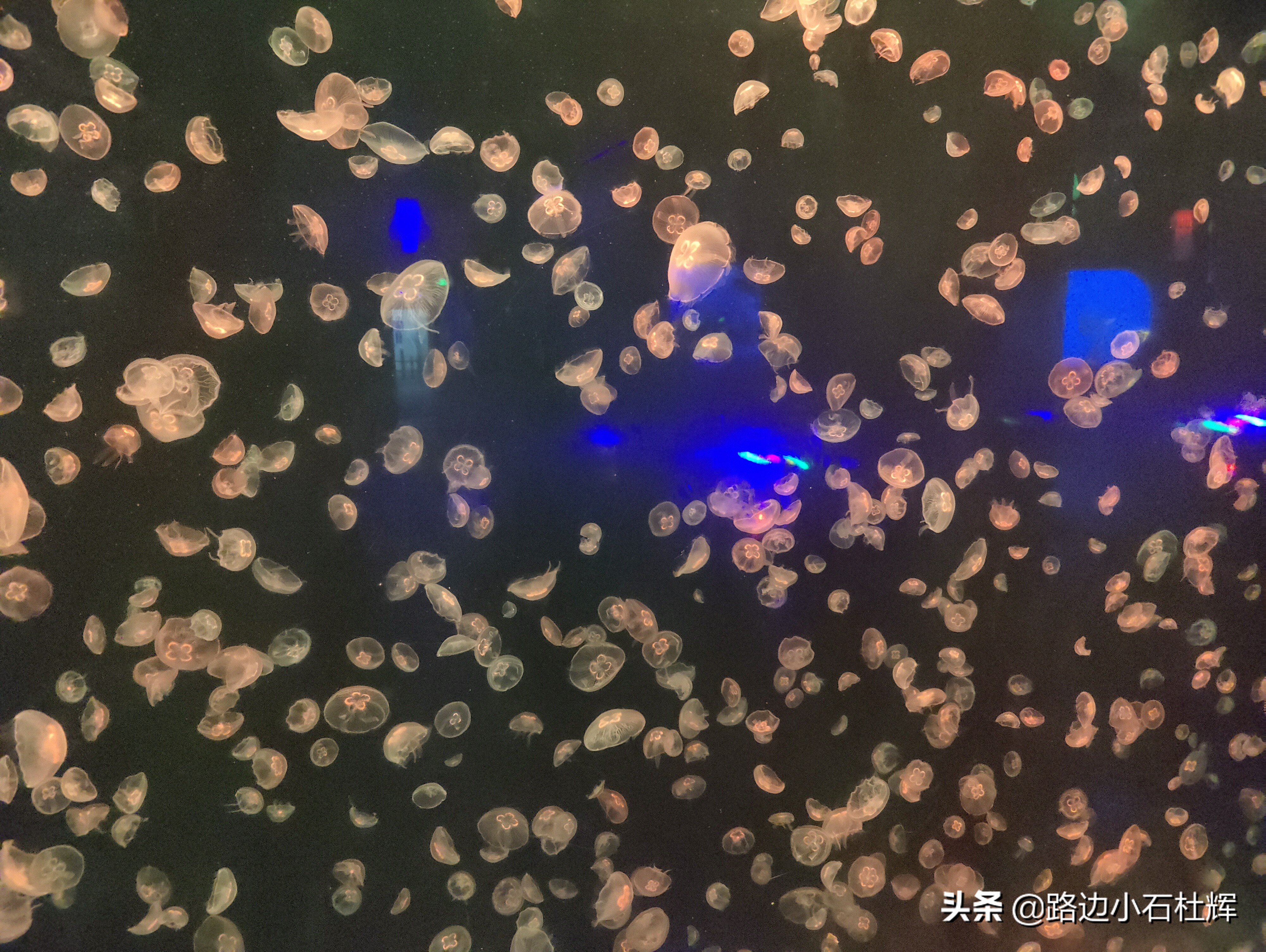 北京海洋馆海底世界游玩攻略,海洋馆北京海底世界游玩路线