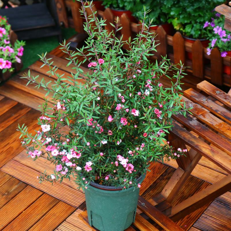 涓夌鑺卞ソ鐪嬪ソ鍏诲張濂介椈,涓夌鑺卞啀婕備寒涔熶笉瑕佸吇