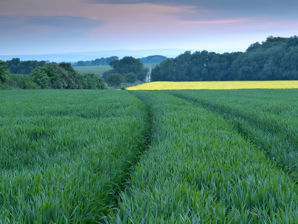 解密65年黄河巨龟,黄河发现巨龟事件真相