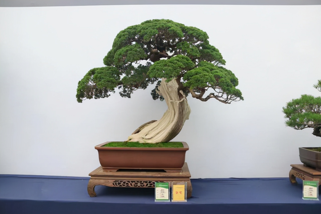 看盆景展里赏心悦目的盆景 (家有盆景茶余饭后赏心悦目)