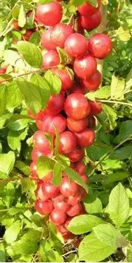 种植摇钱树致富经历,摇钱树养殖都有哪些品种