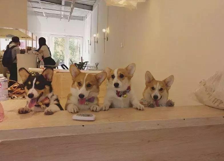 哈士奇把主人的家拆了,被哈士奇拆的家