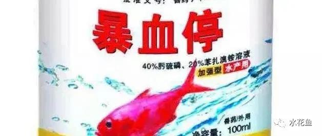 什么原因引起鱼败血症,鱼细菌性败血症怎么治疗最好