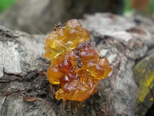 琥珀的形成过程简单介绍,原来琥珀是这么来的