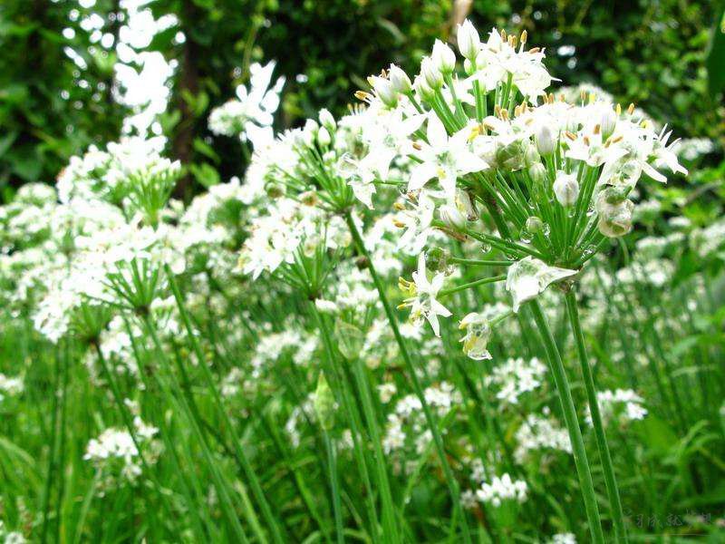 叶菜品类表,叶菜类一览表