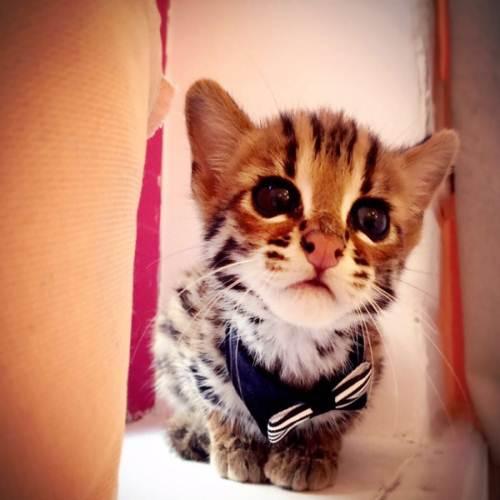 猫双眼皮手术全过程,猫咪整容手术有哪些