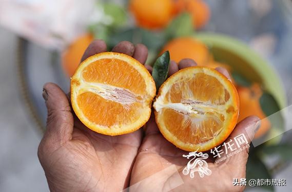 田间地头都是戏重庆奉节有个“犟老头”卖橙玩转直播