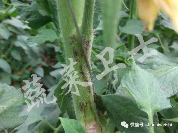 番茄细菌性斑点病图片,番茄细菌性褐斑病怎样治疗