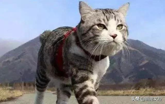 为什么猫咪出去了不认识主人了,猫咪出去回来后一直叫