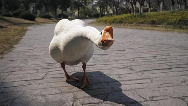 蟒蛇吞到大鹅,蟒蛇吞了一只鹅