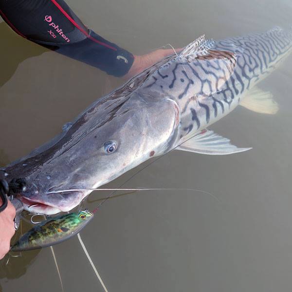 钓亚马逊神秘鱼种,游钓亚马逊河纪录片