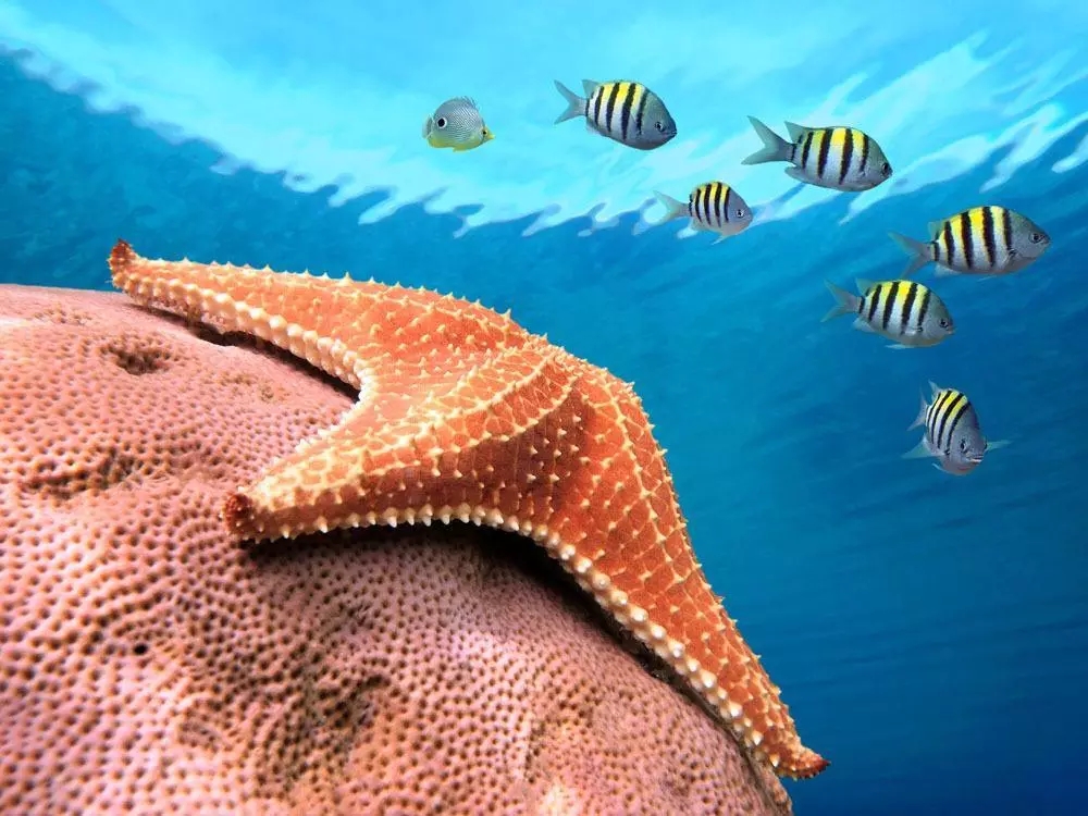 翻砂海星断脚什么原因,翻砂海星烂脚怎么办