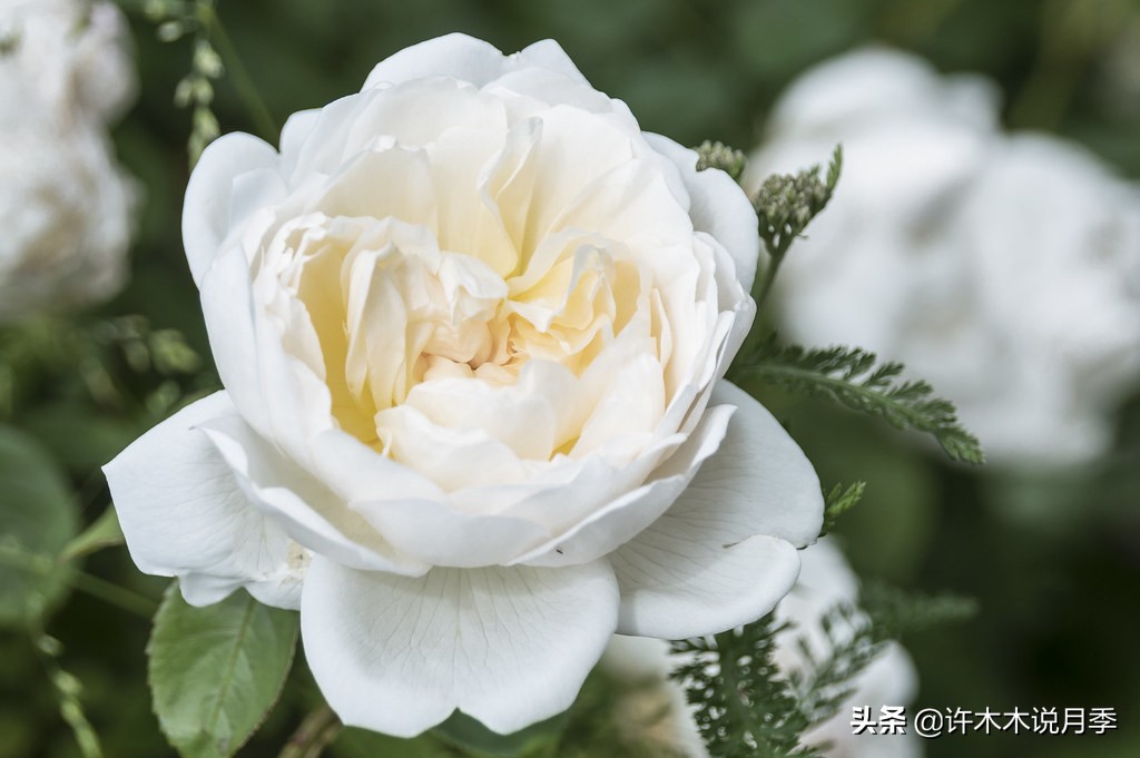 奥斯汀花型月季推荐,奥斯汀月季2020新品种