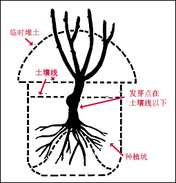 玫瑰不容易种活,玫瑰种植易养活