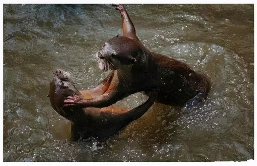 新加坡华人打架斗殴事件,新加坡打架最惨烈的一次