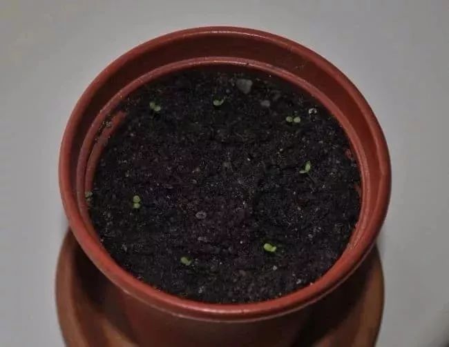 阳台上栽种盆栽草莓怎样授粉,盆栽草莓种植能放到太阳底下晒吗