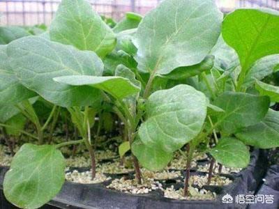 农村大棚种植和人工养殖项目,农村比较赚钱的种植养殖项目