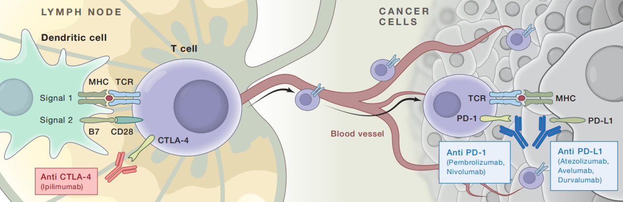 化疗联合pd-1免疫治疗,肿瘤免疫与代谢疗法
