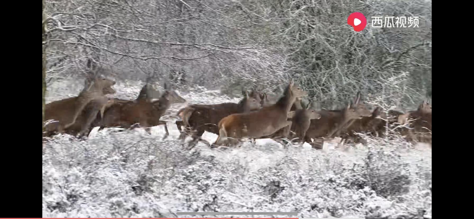 西瓜视频你不知道的冷知识,西瓜视频教你涨知识