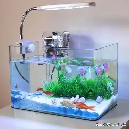 垃圾桶旁边的四方鱼缸，捡回去养了一缸金鱼，别说还挺不错