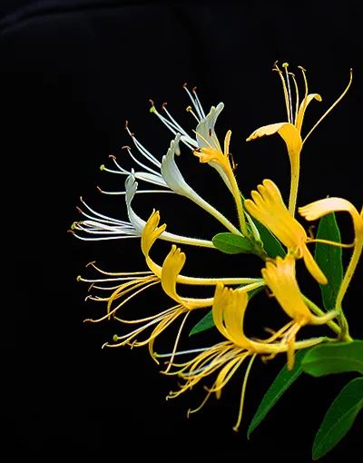 C4N|FLOWER|恣意绽放的秋冬穿衣灵感