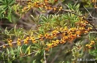 野外发现珍贵的植物千万要注意,新疆南疆常见荒漠野生植物