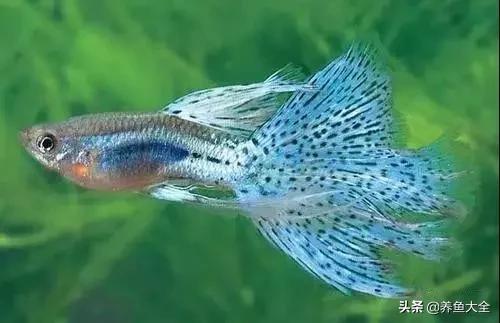 观赏鱼常见鱼病,热带鱼观赏鱼常见疾病