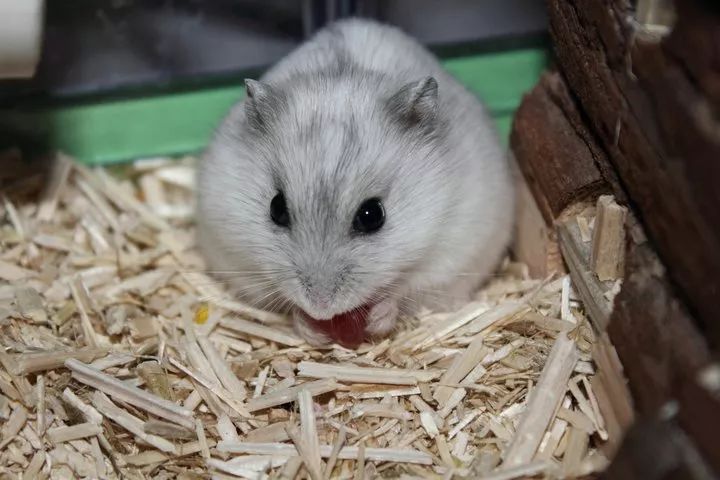 室友养仓鼠的感受,整个宿舍都养仓鼠是一种什么体验