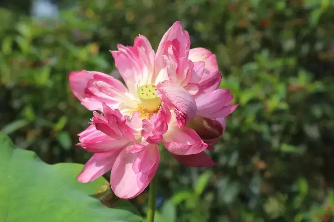 又到一年赏荷季又见荷花,广州莲花山荷花