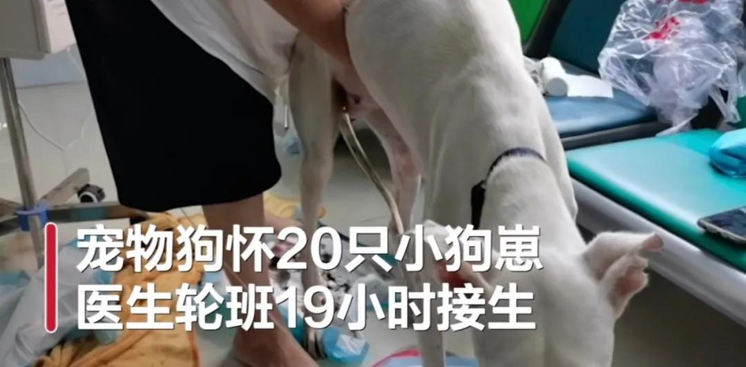 肚子里密密麻麻全是狗！狗妈妈19小时生20只狗崽，医生轮番上阵