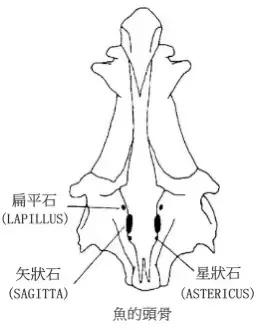 鱼头里面的白色的石头,鱼头有两块小石头