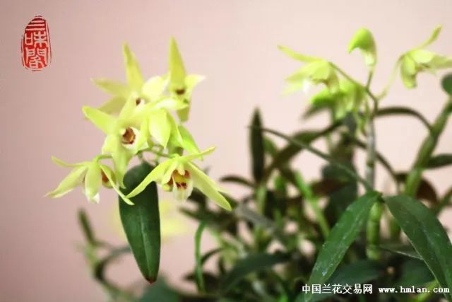 兰花花期管理方法和注意事项,刚出土的兰花花蕾是什么样子的